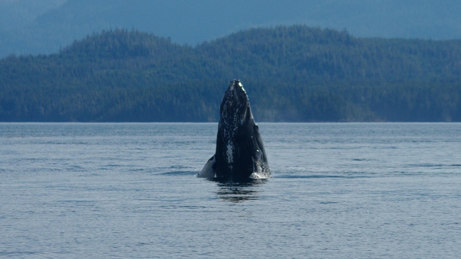 Kayak with whales at Vancouver Island base camp